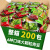 胜屿青豆青豌豆小零食独立包装豆休闲小吃坚果炒货成人食品200包