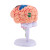 人体大脑结构模型可拆装人体器官解剖教学模型小脑摆件演示学习