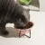 哈特丽猫碗陶瓷宠物猫咪喝水碗猫粮碗护颈大容量斜口猫饭碗食盆用品批发 花边碗橘色
