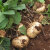 贵州新鲜现挖现发地瓜白土瓜凉薯带泥土发货沙地种植脆甜 5斤
