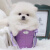 萌幻蜜语福汪  博美犬茶杯犬幼犬纯种哈多利小型犬 支持视频选宠包售后 宠物级 高品质 母