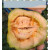纳格兰冰糖甜瓜种子超甜日本甜宝香瓜种子农家蔬菜水果庭院 甜掉牙【原包装】x2袋