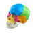 动力瓦特 小型头骨模型 骷髅模型 彩色头颅骨模型  彩色头骨模型（可拆卸22块部件） 