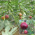 霖畔果树苗无花果苗当年结果波姬红南方北方种植水果苗 1厘米粗1棵