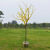 泰西丝原生腊梅树苗庭院绿化绿植树苗  原生腊梅苗根茎2公分（不含盆）
