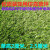 草坪围挡环保人造仿真草坪网隔离网护栏网绿色市政防护绿化草皮 2*25米1.5厘米背胶草