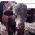 安赛瑞 牛鼻环 牛鼻圈牛鼻夹牛牛保定器牛羊养殖设备 10个装尼龙塑料款牛鼻环 内径7.5cm（颜色随机） 531011