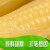 帆儿庄园新鲜玉米甜玉米糯蔬菜独立真空包装彩色甜糯蒸黑玉米 黄金玉米 10根