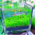 西洲曲鱼缸水草种子生态玻璃瓶植物种籽孑水培阴性真草装饰造景套餐懒人 牛毛草水草5000粒+营养液