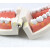 人体牙齿刷牙示范模型 自然大护理牙模型 牙齿 早教 1：1口腔模型 6倍放大口腔