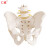 仁模RM-128自然大女性骨盆带二节腰椎模型 髂骨坐骨耻骨演示 助产分娩示教