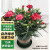 泰西丝康乃馨盆栽阳台室内观花桌面绿植花卉 康乃馨洋红色+0.5加仑盆