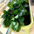 爱丽思（IRIS）阳台菜盆家庭蔬菜种菜盆专用箱室内长条花盆塑料种植 【2个装】深型500绿色
