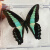 真蝴蝶标本真昆虫天堂已展翅盒装儿童礼物手工教学可取出 青凤蝶 其他长方形尺寸 独立