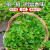 临雅薄荷盆栽可食用新鲜迷迭香水培绿植物好养驱蚊室内 古龙水12cm