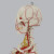 沪模 HM/101L 170cm人体全身神经血管骨骼模型 1：1骷髅骨架可拆卸骨科教学模拟人
