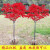 红枫树苗日本红枫档次高庭院别墅盆栽可做行道树园林小区绿化树苗 日本红枫1厘米粗