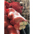网袋装大蒜洋葱加密网眼编织袋鸡鸭包装袋南瓜土豆网兜工业品 橘红加密40x70(橘橙30斤) 100条
