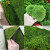 素蜜绿苔藓花盆里的小草铺面盆景造景青苔草皮假山植物鲜活附石台藓草 大灰藓(15*8)cm2盒