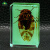 优束真昆虫夜光琥珀标本真实昆虫虫子教学观察展示盒荧光蜘蛛蝎子蜜蜂 夜光屎壳郎(3.8X3.8X1.5CM)