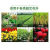 氮肥肥料颗粒尿素有机肥花卉蔬菜钾肥化肥种菜养花果树通用 （100斤）中颗粒尿素 分包发货