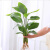 馨音龟背竹盆栽老桩室内养护天堂鸟大叶室内常青观叶绿植水培植物 喜悦咖色花瓶(口径6.5高度25.5)