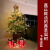 圣诞树真树盆栽真活的挪威云杉真正的圣诞树松树诺贝松圣诞节绿植 2.1-2.3米高【精选居家】定制
