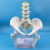 自然大女性骨盆带二节腰椎模型 人体骨骼模型 盆骨模型 腰椎 股骨 自然大男性骨盆