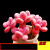 创意多肉植物组合盆栽含盆带土桃蛋 多头室内爆盆 超萌肉肉 棕玫瑰3-5公分 不含盆