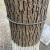 FACEMINI YYO-2 树牌弹簧拉簧挂绳挂链304不锈钢材质可伸缩不伤树树木展示牌定制 弹簧长度300mm