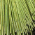 犀跃 竹竿 爬藤竹杆架搭架 篱笆栅栏彩旗杆细竹子 直径3cm 长2米（20根）