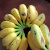 广西小米蕉小香蕉自然熟迷你香蕉苹果蕉小芭蕉新鲜水果特产鸡蕉 小米蕉 1斤 泡沫箱打包