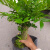 CLCEY竹柏老桩头盆栽耐热耐寒室内阳台净化空气观叶植物 多芮蜜 竹柏杆粗1.5-2厘米桩