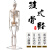 樵牧人  人体骨骼模型 骨架人体模型 成人小骷髅教学模型脊椎全身 85CM立式 彩色椎间盘神经 1副 