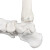 政河人体膝关节模型肩关节肘关节手关节脚关节髋关节模型1:1骨骼模型关节模型可活动 人体无韧带脚关节模型