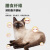 妙普乐暹罗猫专用猫粮3斤幼猫小猫成猫成年全阶段全价增 试吃1斤 2500g
