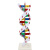 DNA模型演示生物链球形双螺旋 蛋白质模型教学学校老师基因用 蓝色