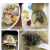 虎钢馋深海野刺龟 鱼皮刺豚皮 海胆皮海产干货 煲汤500克 滋补胶原多 规格1:500克约12-20个斤