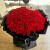 芷荷（ZHIHE）999朵520朵365朵红玫瑰花束鲜花同城速递配送花生日表白求婚北京 D款520朵红玫瑰花束