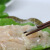 尘中仙嫩兔子肉200g 原味水晶兔肉羹嫩肉片腌制半成品生涮火锅食材