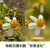 卡色（Kase）手机微距镜头 高清拍摄昆虫花卉植物细节微观世界背景虚化聚焦主体摄影配件 手机微距镜头