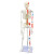 动力瓦特 人体骨骼模型 脊椎神经模型 骨架着色模型 85cm带肌肉起止点标识（半身） 