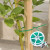 洛港 绿色扎线100m 5个装 园艺扎带包塑扎线铁丝爬藤植物固定绳捆扎带绑花固定支架/个