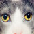 麦室丑猫抱枕定制异形无白边宠物来图订做猫狗毛绒玩具卡通动物玩偶52 单面印图抱枕 20里米