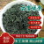 邙南炒青茶叶绿茶 2024年新茶高山云雾绿茶散装浓香型特选春茶 绿茶1.5斤