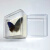 diy标本展示插针盒亚克力标本盒透明盒昆虫标本盒蝴蝶标本观赏盒 125x125x50mm (盒子含插针板)