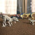 全光辰（quanguangchen）TAKARA TOMYTOMY安利亚侏罗纪世界仿真恐龙动物模型玩具迅猛龙沧 113324食肉牛龙