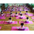 瑜伽垫儿童舞蹈专用高密度加厚防滑无味练功垫女孩跳舞垫子午睡垫 紫色150*60cm送绑带 10mm(初学者)