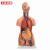 工品云超 教学模具 人体解剖模型器官可拆卸医学教学心脏内脏模型躯干系统结构图 85cm两性躯干可拆23件 