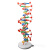 DNA双螺旋结构模型大号高中分子结构模型60cmJ33306脱氧核苷酸链 DNA双螺旋结构模型(60cm高)